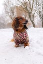 Portrait of Red longhaired dachshund sitting on snow in winter park, little fluffy doggy wearing winter clothin