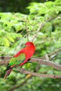 The portrait of Red lory parrot Royalty Free Stock Photo