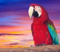 Portrait of red macaw papagay Royalty Free Stock Photo