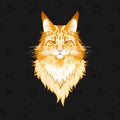 Portrait of a Red Maine Coon Cat