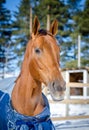 Red mare horse in blanket Royalty Free Stock Photo