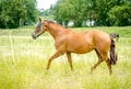 Red mare horse trotting in green meadow Royalty Free Stock Photo