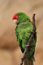 Portrait of red-masked parakeet, Psittacara frontatus, perched on branch. Medium-sized parrot also know as cherry-headed conure