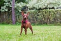 Portrait of a red miniature pinscher dog Royalty Free Stock Photo