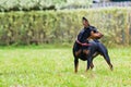 Portrait of a red miniature pinscher dog Royalty Free Stock Photo