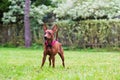 Portrait of a red miniature pinscher dog Royalty Free Stock Photo