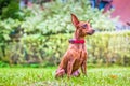 Portrait of a red miniature pinscher dog Royalty Free Stock Photo