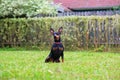Portrait of a red miniature pinscher dog Royalty Free Stock Photo