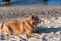 Portrait of a red mixed breed dog on the beach. Female lying on beige sand. Two Rottweilers frolicking in the water in the Royalty Free Stock Photo