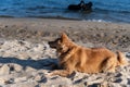 Portrait of a red mixed breed dog on the beach. Female lying on beige sand. Two Rottweilers frolicking in the water in the Royalty Free Stock Photo