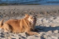 Portrait of a red mixed breed dog lying on the sand. The female lies with her eyes closed