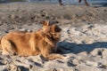 Portrait of a red mixed breed dog lying on the sand. Female lying on beige sand. Paws of a running Rottweiler in the background