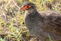 Portrait of a red-necked spurfowl Royalty Free Stock Photo