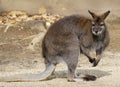 Portrait of a red-necked wallaby or Bennetts wallaby