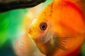 Portrait of a red orange tropical Symphysodon discus fish in a fishtank. Royalty Free Stock Photo