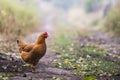 Portrait of the red orpington chicken hen nibbling on the green grass street rural gallus domesticus bird feeding at the farm Royalty Free Stock Photo