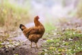 Portrait of the red orpington chicken hen nibbling on the green grass street rural gallus domesticus bird feeding at the farm Royalty Free Stock Photo
