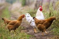 Portrait of the red orpington chicken hen nibbling on the green grass street rural gallus domesticus bird feeding at the farm Royalty Free Stock Photo