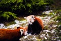 Portrait of a Red Panda & x28; Ailurus fulgens Royalty Free Stock Photo