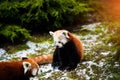 Portrait of a Red Panda ( Ailurus fulgens Royalty Free Stock Photo