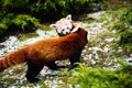 Portrait of a Red Panda ( Ailurus fulgens Royalty Free Stock Photo