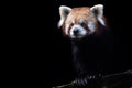 Portrait of a red panda Ailurus fulgens Royalty Free Stock Photo