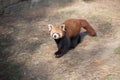 Portrait of a Red Panda, Ailurus fulgens Royalty Free Stock Photo