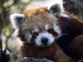 Portrait of red panda, ailurus fulgens that resting on tree trunk Royalty Free Stock Photo