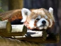 Portrait of red panda closing one eye Royalty Free Stock Photo