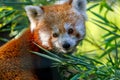 Portrait of Red Panda eating bamboo leaves Royalty Free Stock Photo