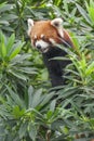 Portrait of Red Panda, Firefox Royalty Free Stock Photo