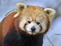 Portrait of red panda Royalty Free Stock Photo