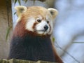 Portrait of red panda Royalty Free Stock Photo