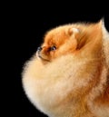 Portrait of red Pomeranian Spitz