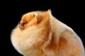 Portrait of red Pomeranian Spitz
