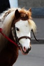 Portrait of a red pony with white head on a city street during the day of the city Royalty Free Stock Photo