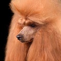 Portrait of red toy poodle