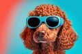 Portrait of a red poodle in sunglasses on blue and red background close-up, created with Generative AI technology. Royalty Free Stock Photo