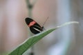 Portrait of a Red Postman butterfly, small postman, or red passion flower butterfly, Heliconius erato, resting on a leaf Royalty Free Stock Photo