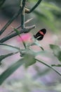 Portrait of a Red Postman butterfly, small postman, or red passion flower butterfly, Heliconius erato, resting on a leaf Royalty Free Stock Photo