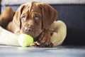Portrait of a red puppy and a light green ball. A puppy with a tennis ball in his teeth lies and looks into the camera