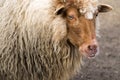 Portrait of Red Racka Sheep Royalty Free Stock Photo