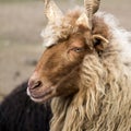 Portrait of Red Racka Sheep in semi-profile Royalty Free Stock Photo