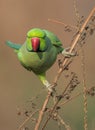Portrait of a Red ringed parakeet Royalty Free Stock Photo