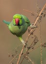 Portrait of a Red ringed parakeet