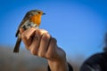 Portrait of red robin