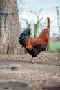 Portrait of a rooster walk closeup in autumn rural street