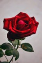 Portrait of a red rose in the garden for present