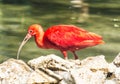 Portrait of Red Scarlet ibis (Eudocimus ruber) Royalty Free Stock Photo