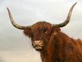 Portrait of a red Scottish Highland Cattle, sticking out his tongue, cow with long horns at a rainy day Royalty Free Stock Photo